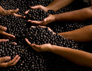 Fruit Products